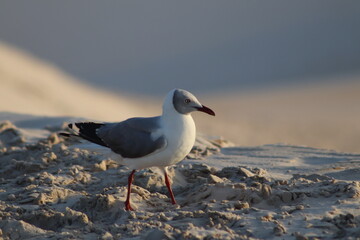 Fotos Gaivota Voando / Pictures Seagull Flying