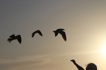 Fotos Gaivota Voando / Pictures Seagull Flying