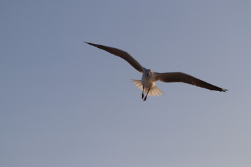 Fotos Gaivota Voando / Pictures Seagull Flying