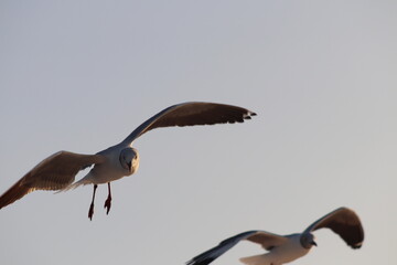 Fotos Gaivota Voando / Pictures Seagull Flying