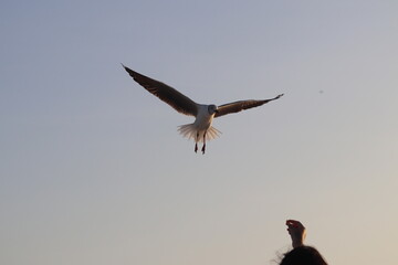 Fotos Gaivota Voando / Pictures Seagull Flying