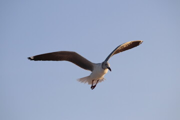 Fotos Gaivota Voando / Pictures Seagull Flying