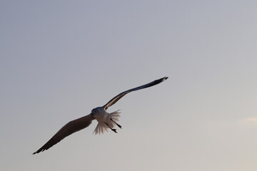 Fotos Gaivota Voando / Pictures Seagull Flying