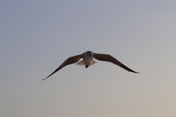 Fotos Gaivota Voando / Pictures Seagull Flying