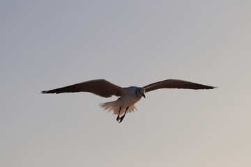 Fotos Gaivota Voando / Pictures Seagull Flying