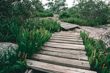 wooden bridge in the deep forest
