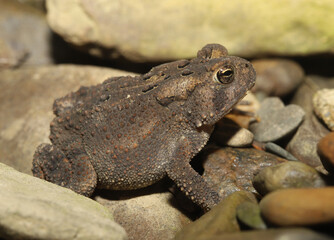 Obraz premium American toad (Anaxyrus americanus) sitting among small pebbles and larger rocks on a riverbank in Ohio. 
