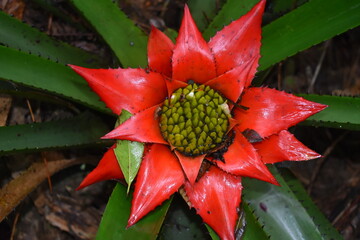 Wittrockia gigantea - MG