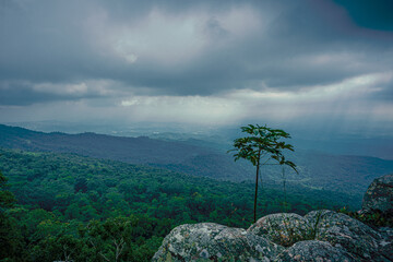 clouds over the deep forest at the top of mountain