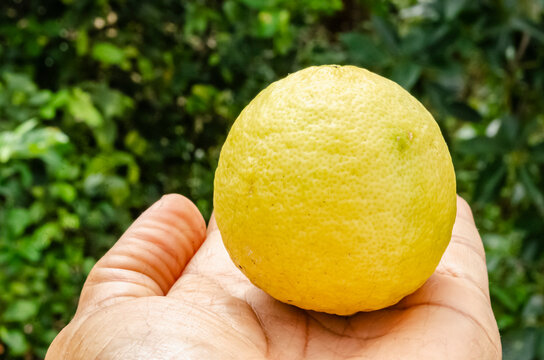 A Ripe Lime In A Hand