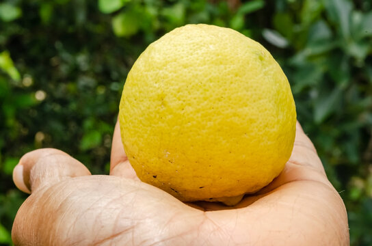 Ripe Lime In A Hand