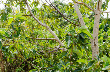 Nightingale In Avocado Tree