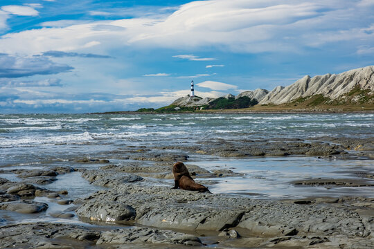 New Zealand fur seal on a mudstone beach near Cape Campbell lighthouse in the Marlborough region of the South Island of New Zealand on a cloudy day