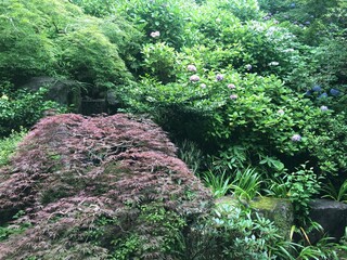 japanese garden in autumn