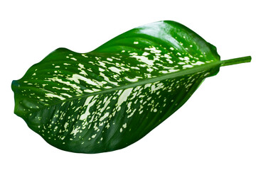 Dieffenbachia houseplant tropical plant leaves transparent background