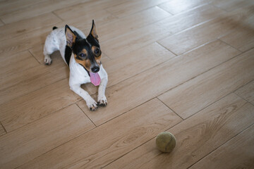 jack russell terrier sitting on the floor with their ball
