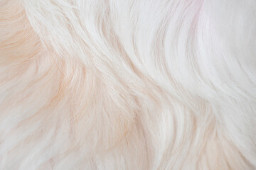 white dog fur texture close-up © ประพันธ์ บุญเหมาะ