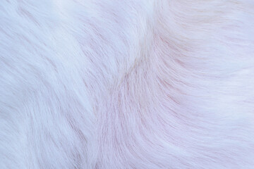 Beautiful abstract white dog fur background texture close-up
