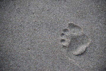 perfect pawprint