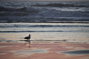seagull, deep in thought