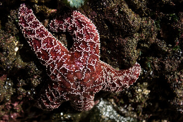 Red Starfish 