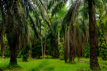 Palm tree farm in early morning in Surat Thani