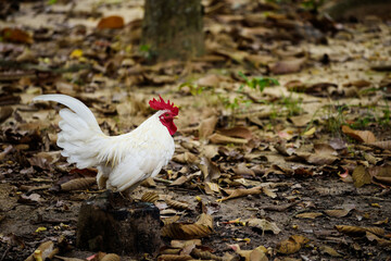 White  chicken walking in a farm Poultry animal