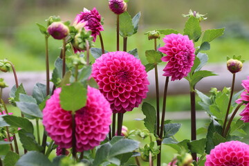 秋の花、ダリヤ。シンデレラ