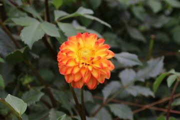 秋の花、ダリヤ。マーマレード