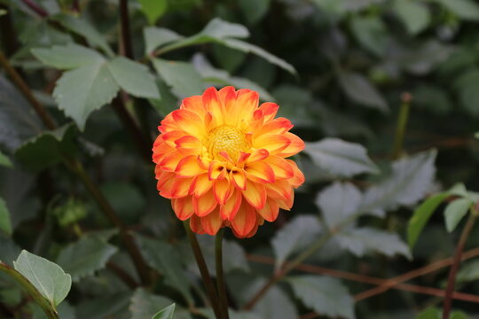 秋の花、ダリヤ。マーマレード
