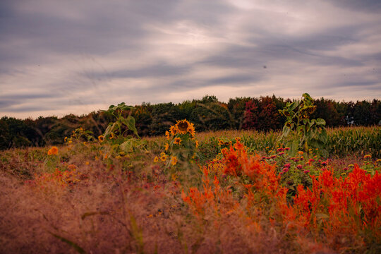 Lost in a field of flowers natural setting. A moody and beautiful autumn landscape with a field of flowers under grey cloudy skies, conceptual beauty in nature natural background photography 