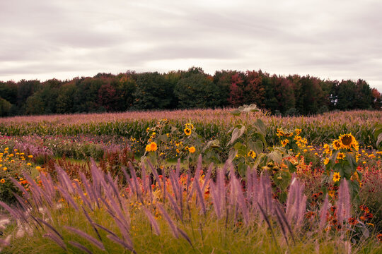 A field of wildflowers and grasses with sunflowers in autumn. Fall wonderland adventure and trekking nature photography background