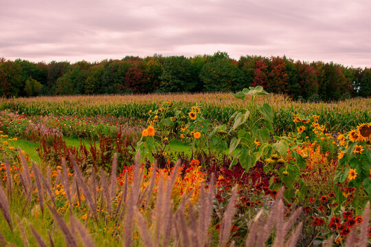 Field of colorful autumn blooming flowers with sunflowers and fall grasses under moody sky beauty in nature photography background