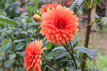 秋の花、ダリヤ。ミセスアイリーン