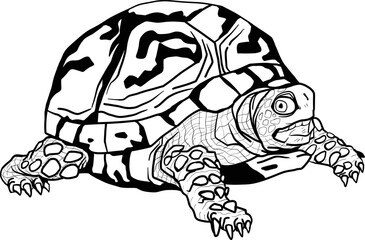 
turtle vectors art style drawing artistic