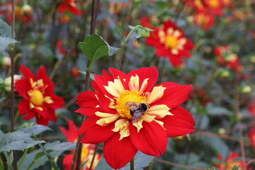 秋の花、ダリヤ。アンブリッケンフェルダー