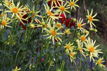 秋の花、ダリヤ。ホンカ