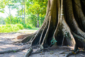 tree roots in peruvian amazon