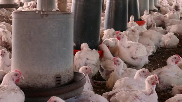 Granja Av&iacute;cola