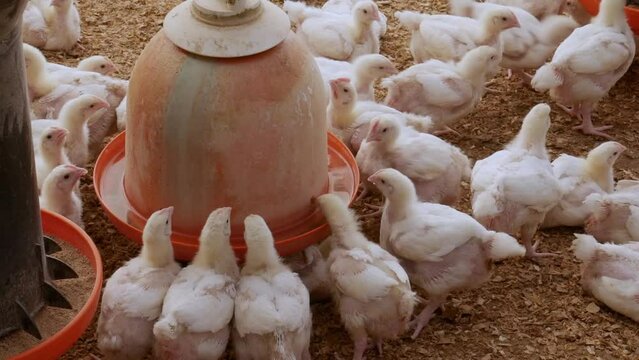 Granja Av&iacute;cola