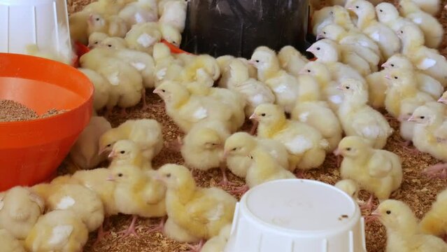 Nacimiento de polluelos