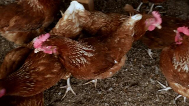 Granja Av&iacute;cola