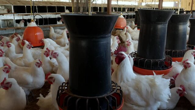 Granja Av&iacute;cola