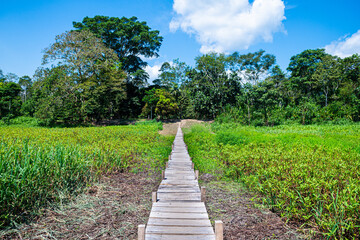a path going to peruvian jungle