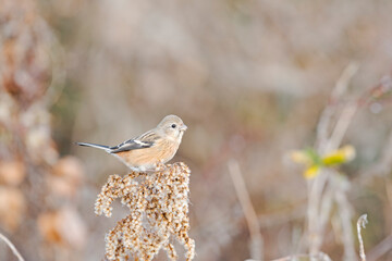 セイタカアワダチソウにとまるベニマシコ雌 (Long-tailed Rosefinch)