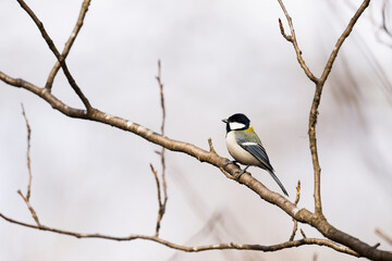 シジュウカラ (Japanese tit)
