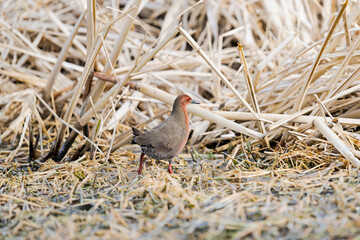 ヒクイナ (Ruddy-breasted crake)