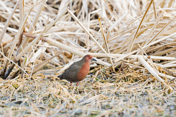 ヒクイナ (Ruddy-breasted crake)