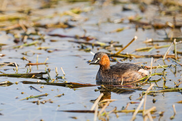 カイツブリ夏羽 (Little grebe)