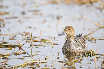 オナガガモ雌 (Northern Pintail)